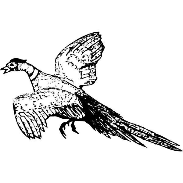 BIRD076 Thumbnail
